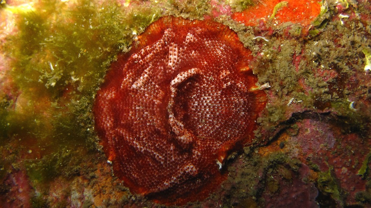 110 Bryo encroutant rouge sang (Schizobrachiella sanguinea).JPG - Bryo encroutant rouge sang (Schizobrachiella sanguinea) : Logettes bien visibles, coloration rouge sang